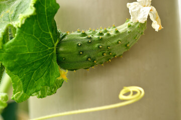 growing cucumber with a climber hook in a closeup