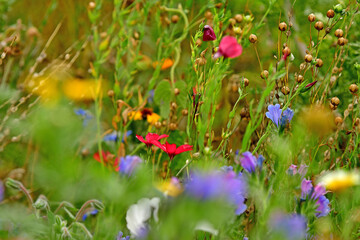meadow with a lot of colorful flowers, cultivated for species protection and insects
