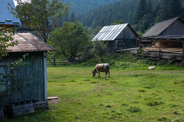 Cow graze near the house, rural landscape