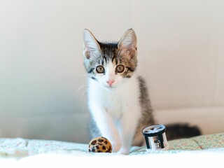little cat in white room