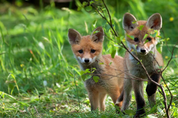Young red foxes in the forest in the wild
