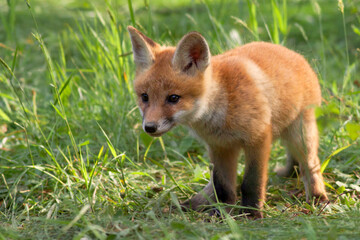 fox in a clearing in the wild