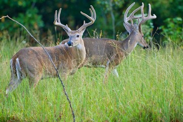 White-tailed deer with antlers in a natural forest setting