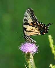 Obraz premium A butterfly perched on a purple flower.