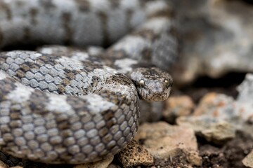 A detail shot of European Cat snake (Telescopus fallax) or Soosan Snake, on the island of Malta.