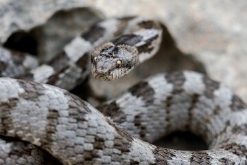 A detail shot of European Cat snake (Telescopus fallax) or Soosan Snake, on the island of Malta.