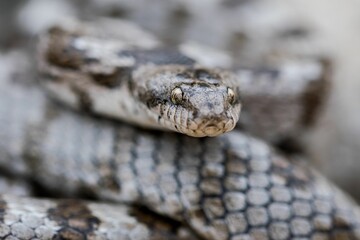 A detail shot of European Cat snake (Telescopus fallax) or Soosan Snake, on the island of Malta.