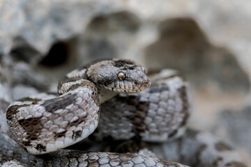 A detail shot of European Cat snake (Telescopus fallax) or Soosan Snake, on the island of Malta.