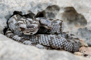A detail shot of European Cat snake (Telescopus fallax) or Soosan Snake, on the island of Malta.
