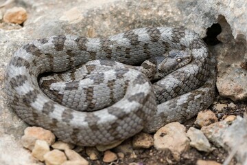 A detail shot of European Cat snake (Telescopus fallax) or Soosan Snake, on the island of Malta.