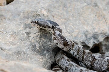 A detail shot of European Cat snake (Telescopus fallax) or Soosan Snake, on the island of Malta.