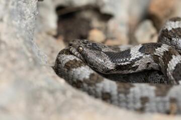 A detail shot of European Cat snake (Telescopus fallax) or Soosan Snake, on the island of Malta.