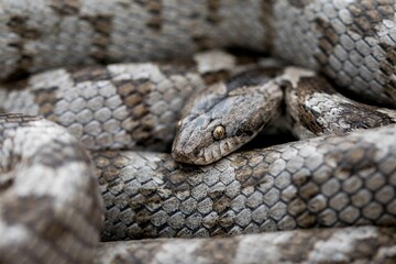 A detail shot of European Cat snake (Telescopus fallax) or Soosan Snake, on the island of Malta.