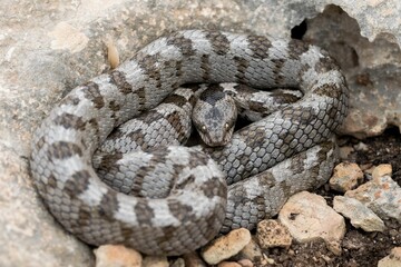 A detail shot of European Cat snake (Telescopus fallax) or Soosan Snake, on the island of Malta.