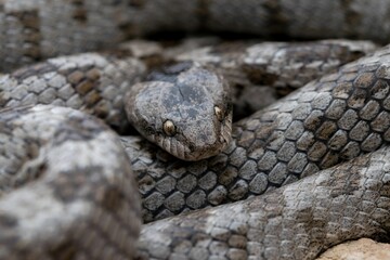 A detail shot of European Cat snake (Telescopus fallax) or Soosan Snake, on the island of Malta.