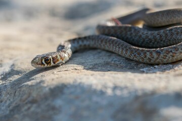A young Western whip snake hatchling (Coluber viridiflavus carbonarius) in the island of Malta.