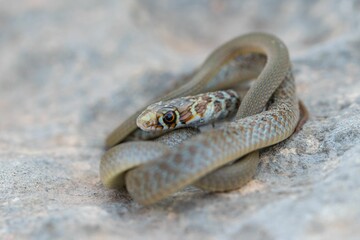 A young Western whip snake hatchling (Coluber viridiflavus carbonarius) in the island of Malta.