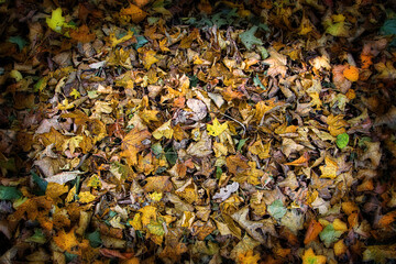 Leaves a background or texture