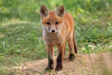 Young red fox in a clearing in the wild