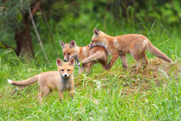 Young red foxes in the forest in the wild