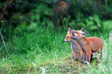 Red foxes in the forest in the wild