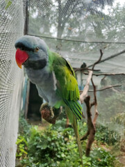 green winged parrot with red beak standing on the branch in the zoo