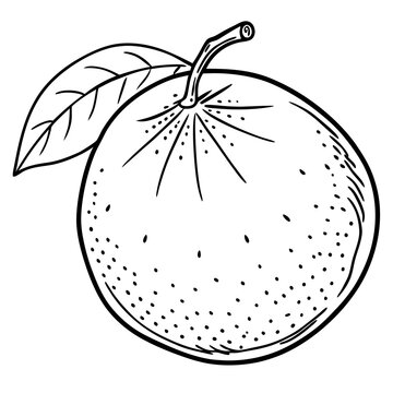 recommend clip art: citrus hand draw outline coloring book page line art drawing