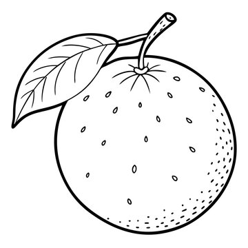 recommend clip art: citrus hand draw outline coloring book page line art drawing