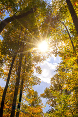 Colors in North Carolina, Sun Flare and Golden Tree Color