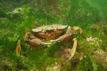 Crab in the Baltic Sea – Germany
