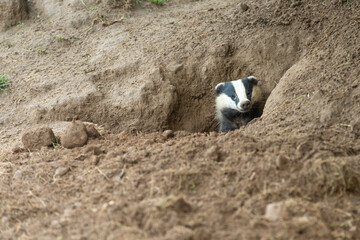 Badger, wild, native, European badger, scientific name: Meles Meles, peeping out of the badger sett before emerging, facing front.  Head and shoulders. Horizontal.  Space for copy. © Moorland Roamer