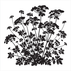 Hedgeparsley silhouette on white background
