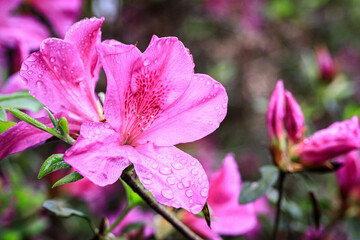 Delicate Pink Azaleas with Morning Dew