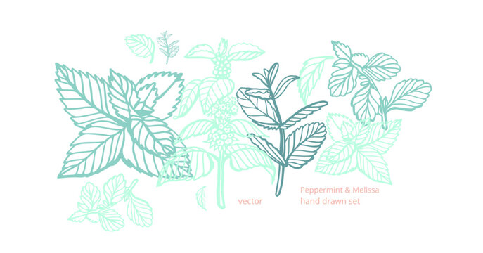 Isolated vector hand drawn set of peppermint and melissa.Mint leaves branches and flowers, spearmint and melissa herbs.Culinary or medical aromatic plant twigs.Botanical elements on a white background