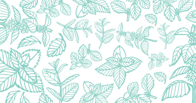 Isolated vector hand drawn set of peppermint and melissa.Mint leaves branches and flowers, spearmint and melissa herbs.Culinary or medical aromatic plant twigs.Botanical elements on a white background