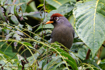 Chestnut-capped Laughingthrush in wild Malaysian jungle, Fraser's hill