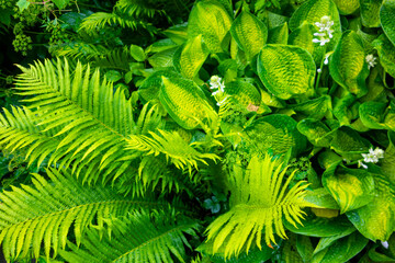 Lush foliage and vibrant green plants 