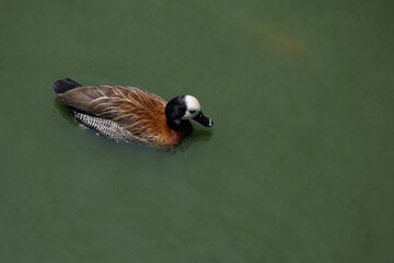 The White-faced Whistling Duck is swimming in the river