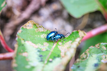 A Pair of Metallic Blue Beetles Mating on a Leaf