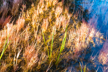 Tranquil views at the Kern River in Sequoia National Forest.