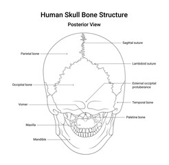 Bone Structure of Human Skull Posterior View in Line Style