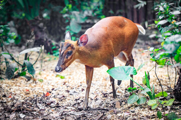 A Curious Barking Deer Forages in the Undergrowth