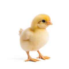 A cute, fluffy yellow chick standing upright, isolated on a transparent background