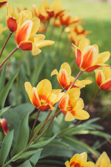 red and yellow tulips