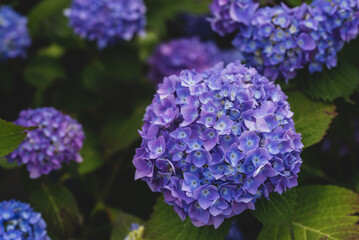 Hydrangea