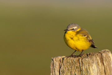 Schafstelze in Tipperne