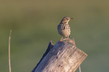Wiesenpieper in Tipperne
