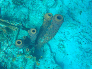 Underwater view at yellow tube sponge (Aplysina fistularis) in reef of open water, Bonaire, Caribbean Netherlands