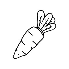 hand drawing of a single carrot with leafy tops, emphasizing a simple and clean design.