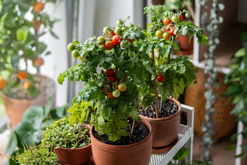 Fresh, juicy young cherry tomatoes grow in pots on home windowsill, reaching for light. Home garden...